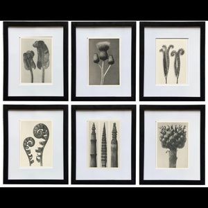 COPY - 6 Karl Blossfeldt Prints Framed and Mated